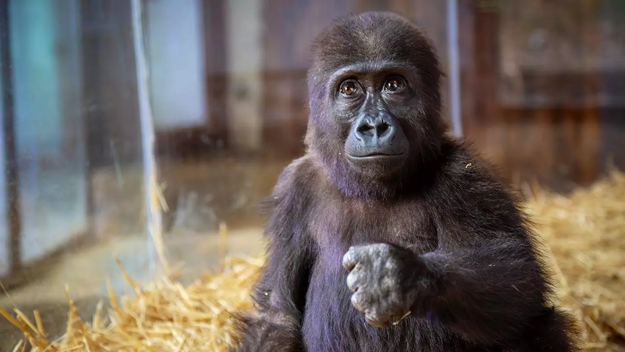 Nijerya iadesini istenmişti: Yavru goril "Zeytin" hakkında bakın ne karar verildi?