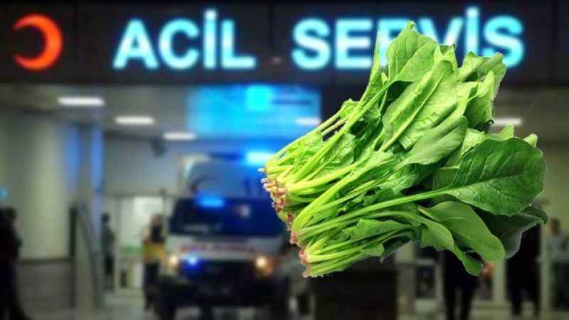 Güzelavrat otunu ıspanak sanıp yediler: Zehirlenen 11 kişi hastanelik oldu, biri yoğun bakımda! Güzelavrat otu nedir?