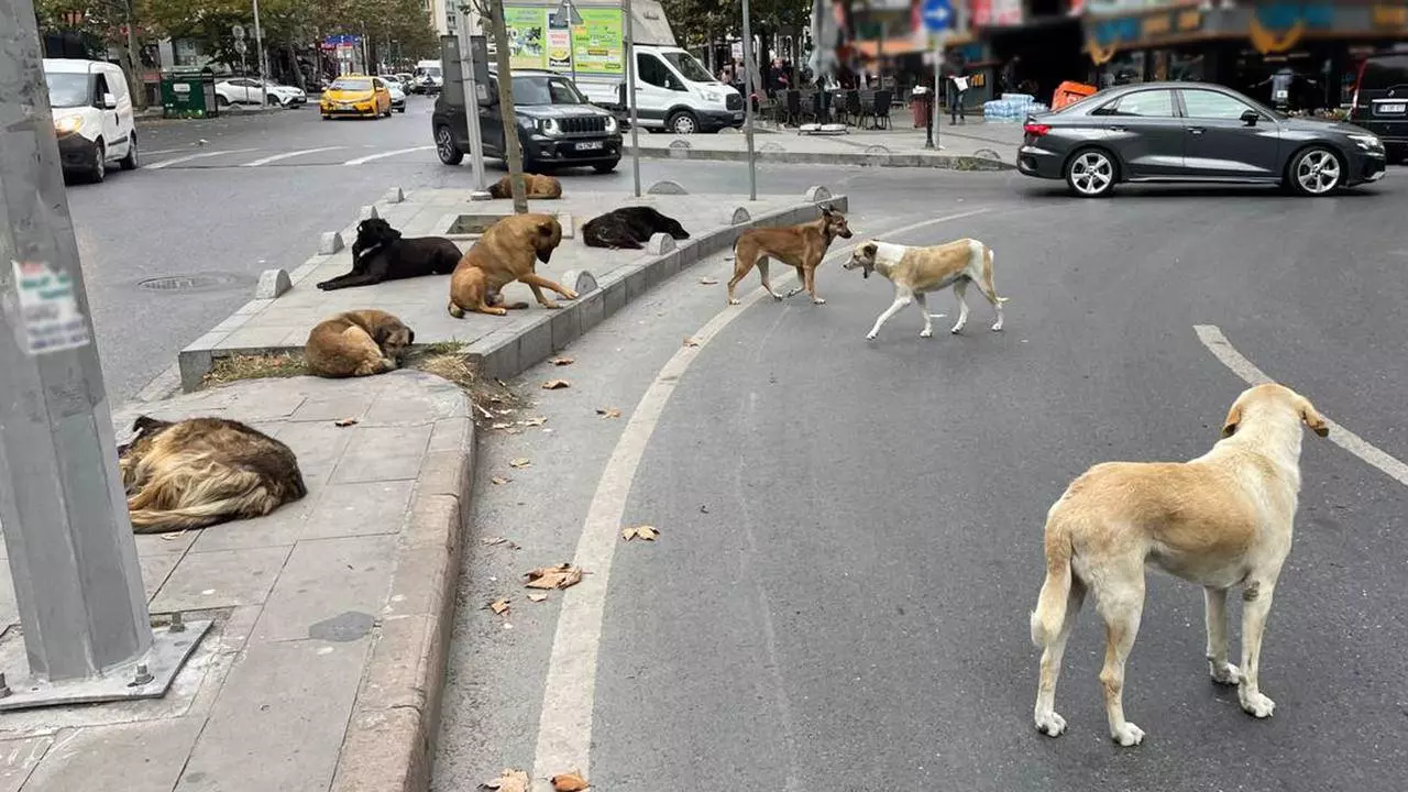 İstanbul Valiliği duyurdu: Sokak köpekleriyle ilgili önemli karar!