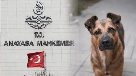 CHP sokak köpeklerine yönelik yasayı iptal başvurusunda bulunmuştu: AYM'den karar çıktı!