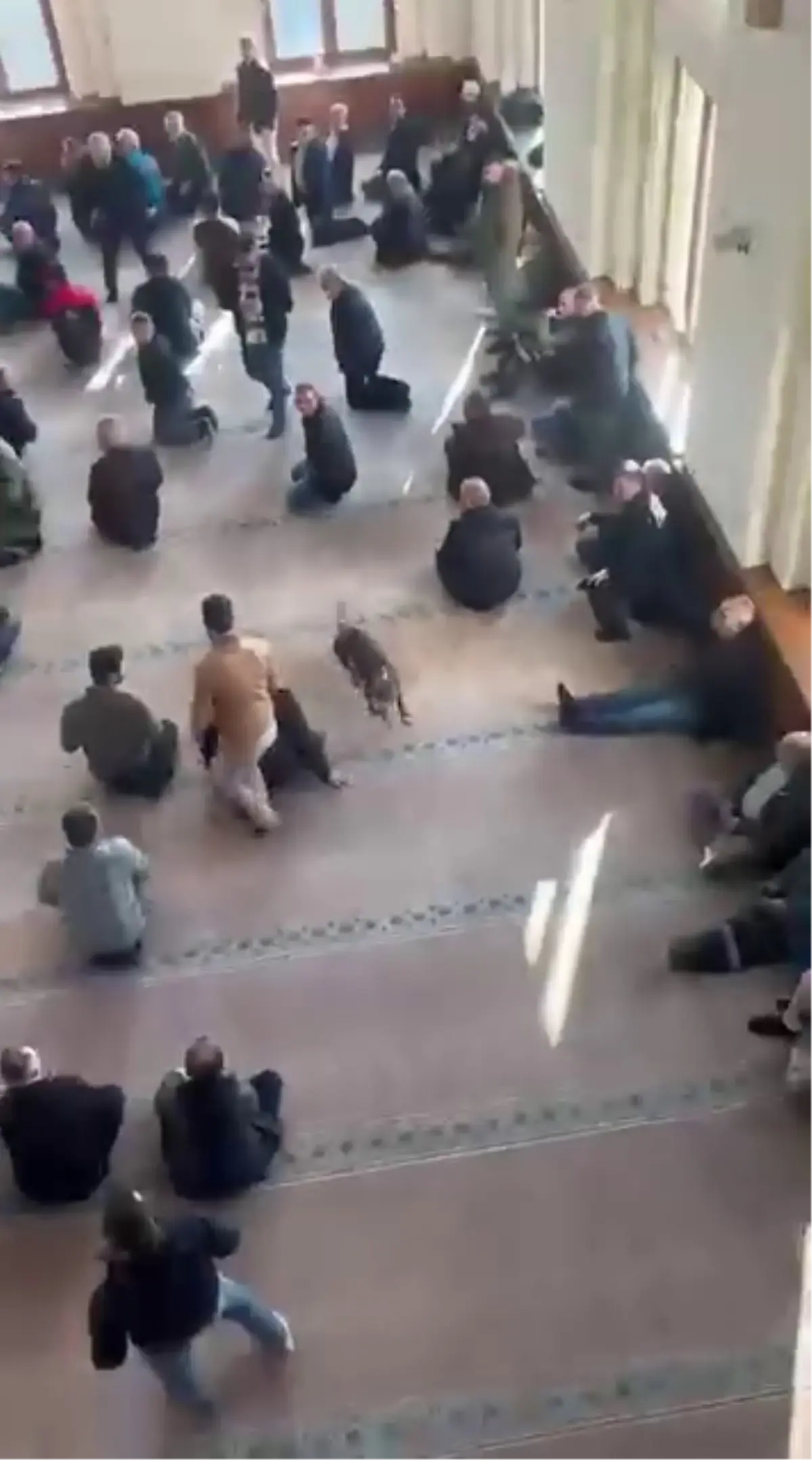 Pitbull bir anda caminin içine daldı, cemaatin ödünü kopardı!