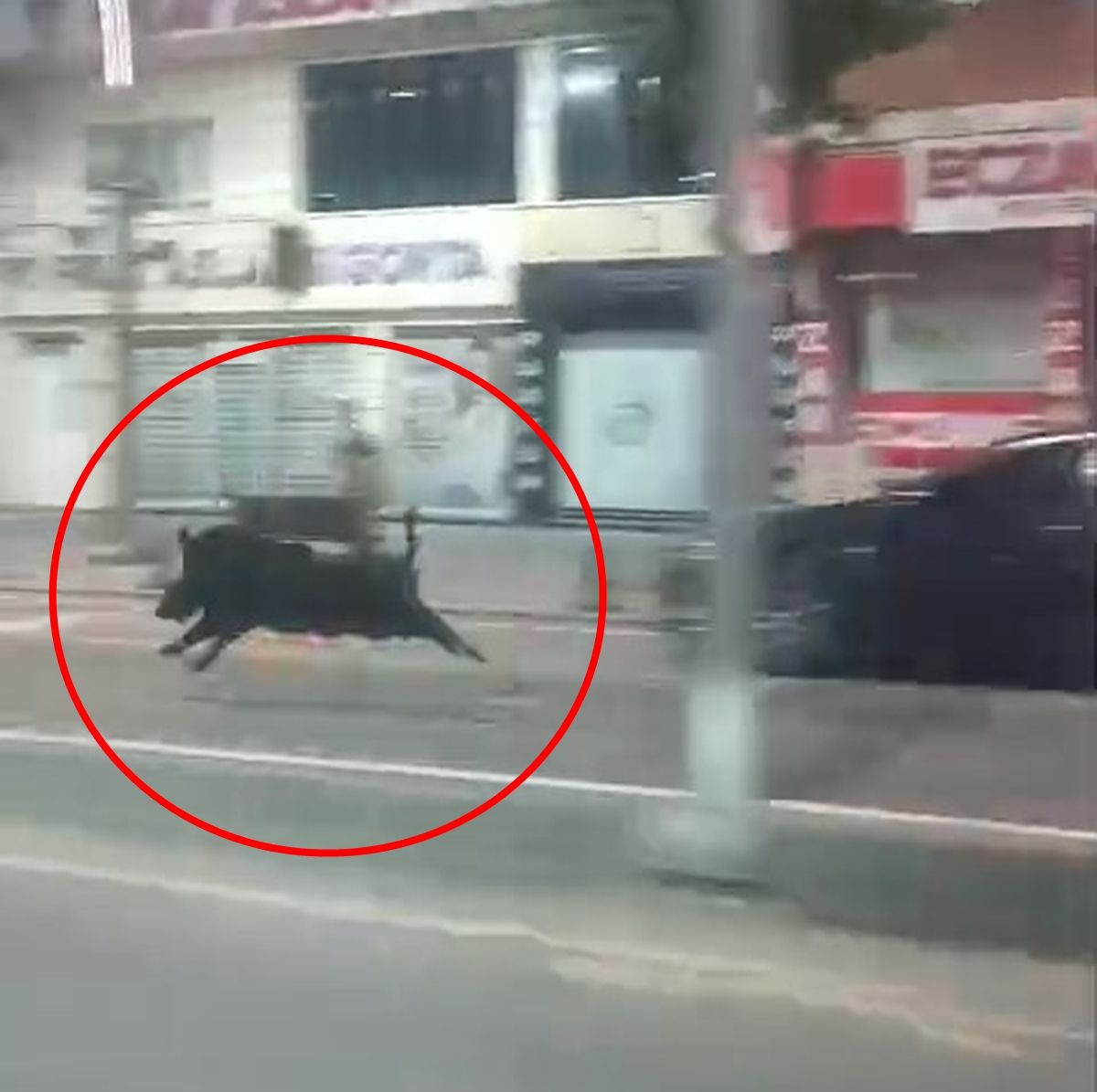 Şehire inen yaban domuzu 3 kişiyi hastanelik etti!