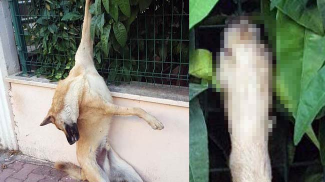 Antalya'da Bahçe Duvarına Çivilenen Köpek