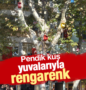 Pendik Kuş Yuvalarıyla Rengarenk