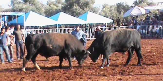 Atça, Ege Boğa Güreşlerinin finaline hazırlanıyor