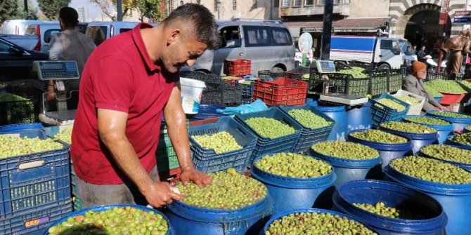 Yağışlar zeytin fiyatlarını artırdı