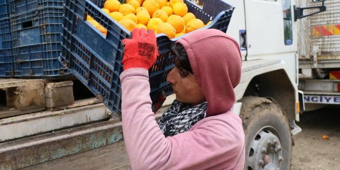 Narenciye üreticisi işçi bulamıyor