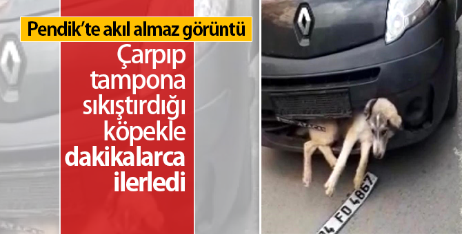 Çarpıp Tampona Sıkıştırdığı Köpekle Dakikalarca İlerledi