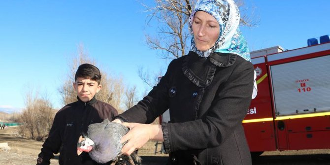 Oltu Çayına düşen tavuğu itfaiye yardımıyla kurtardılar