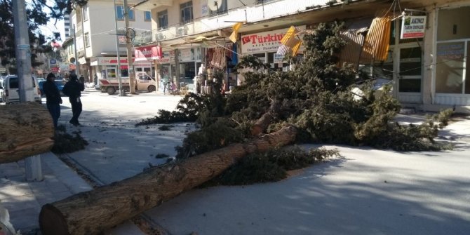 Denizli’de fırtına ağaçları yerinden söktü, işyerlerinin tentelerini devirdi