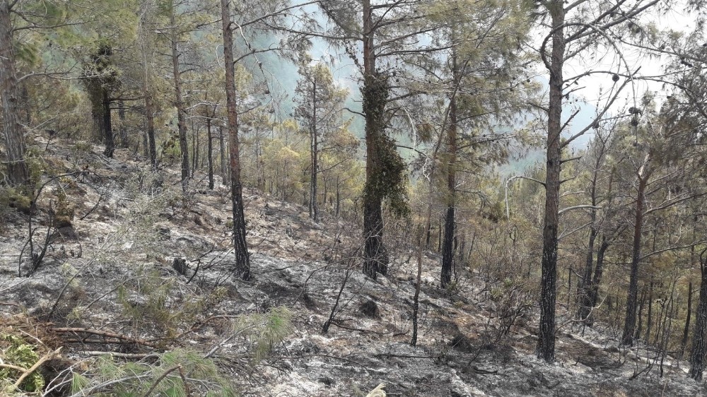 Hatay’daki orman yangını 4. günde kontrol altına alındı