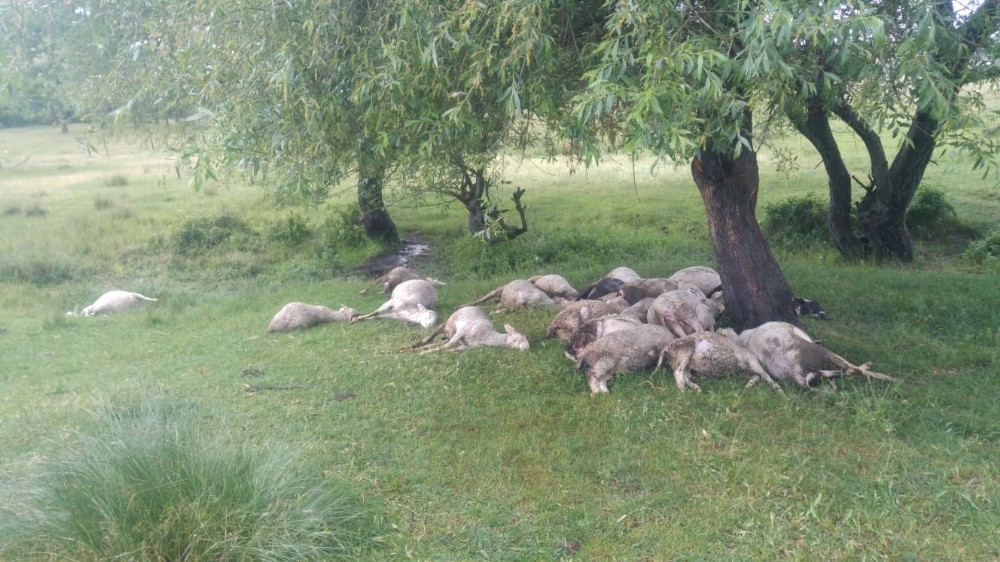 Kütahya'da 23 küçükbaş hayvanın telef oldu.