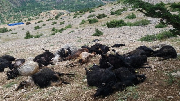 Kahramanmaraş'ta feci olay! Yıldırım düştü 32 hayvan telef oldu..