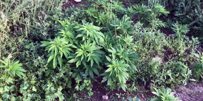 Midyat’ta 110 kök kenevir ele geçirildi