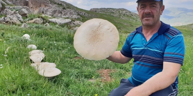 Bu kadar büyük ve sayıca fazlası ilk kez Gümüşhane’de bulundu