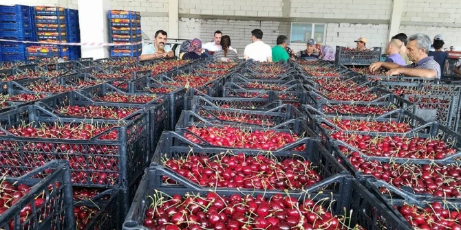 Kayaışık kirazında son hasat