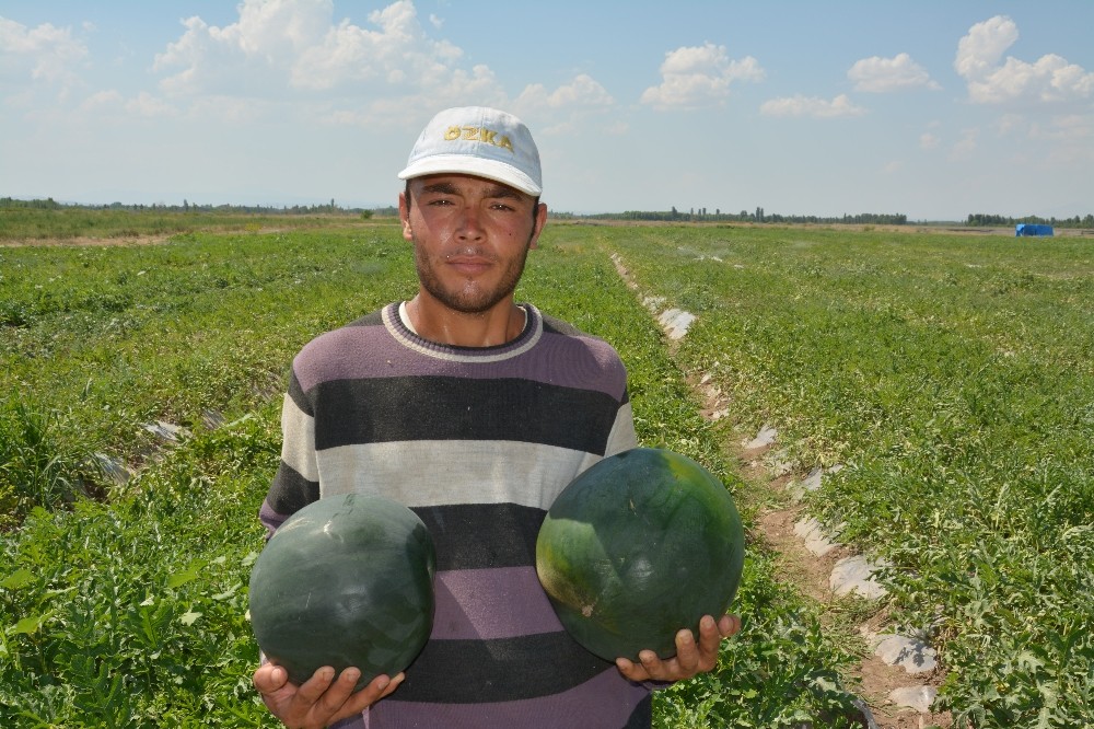 Iğdır’da örtü altı karpuz hasadı başladı