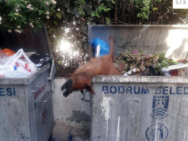 Bodrum'da zehirledikleri köpekleri çöpe attılar!