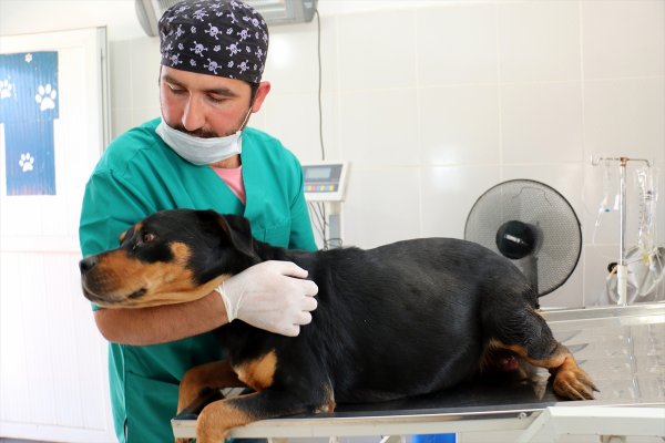 Sokak köpeğine sezeryan! 12 yavrusu oldu