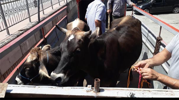 Yaşlı teyze sarı öküzümü çaldılar dedi, emniyet bir " çeteyi " çökertti