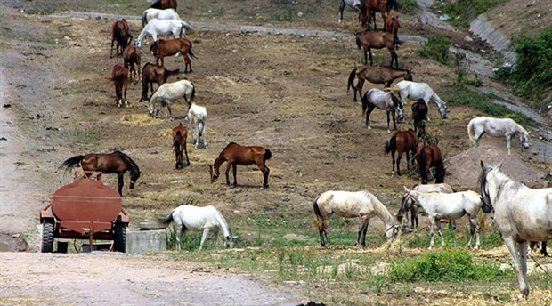 Beykoz'da bekleyen atlar hakkında karar verildi! Gönderiyorlar