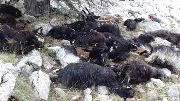 Isparta'da keçi sürüsüne yıldırım düştü! 31 keçi telef oldu