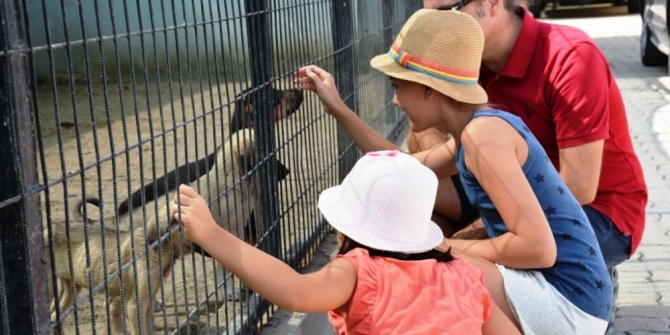 Tekirdağ’da sokak hayvanları için “Gel Sahiplen” kampanyası