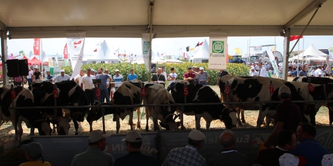 Tekirdağ’da inek güzellik yarışması