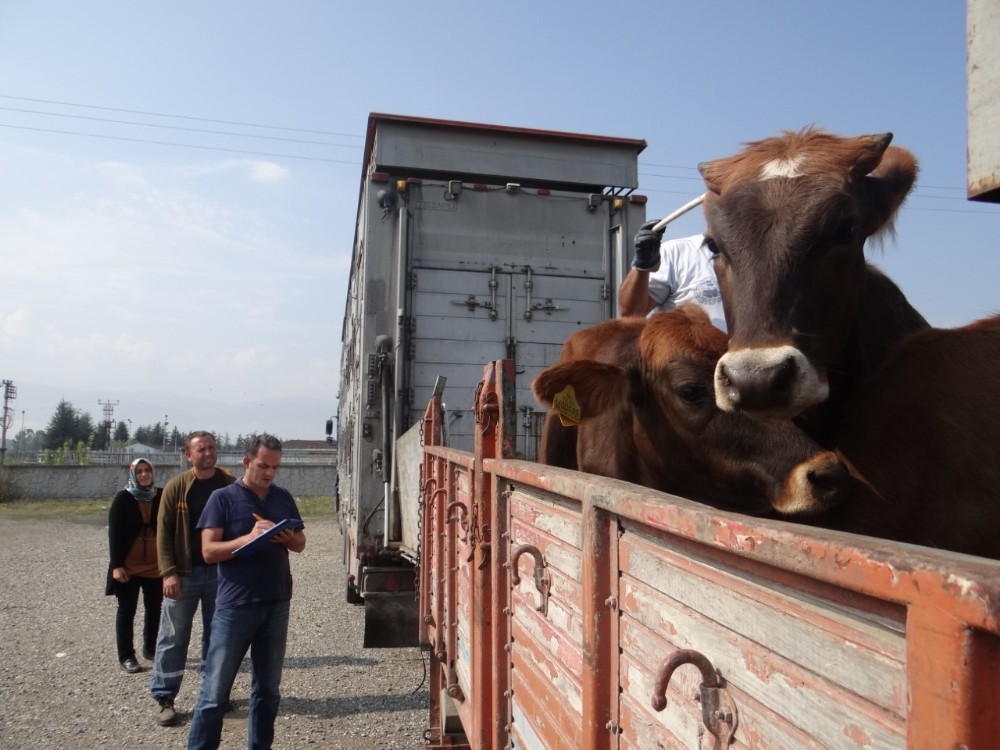 Düzce'de Genç çiftçiler hayvanlarına kavuştu