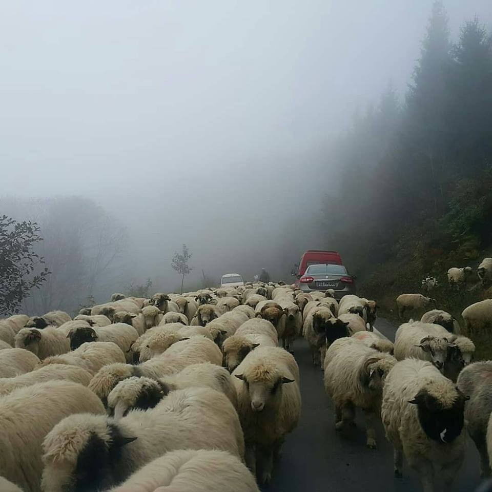 Doğu Karadeniz'in Yaylalardan dönüş başladı