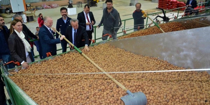 Ceviz bahçeleri incelendi