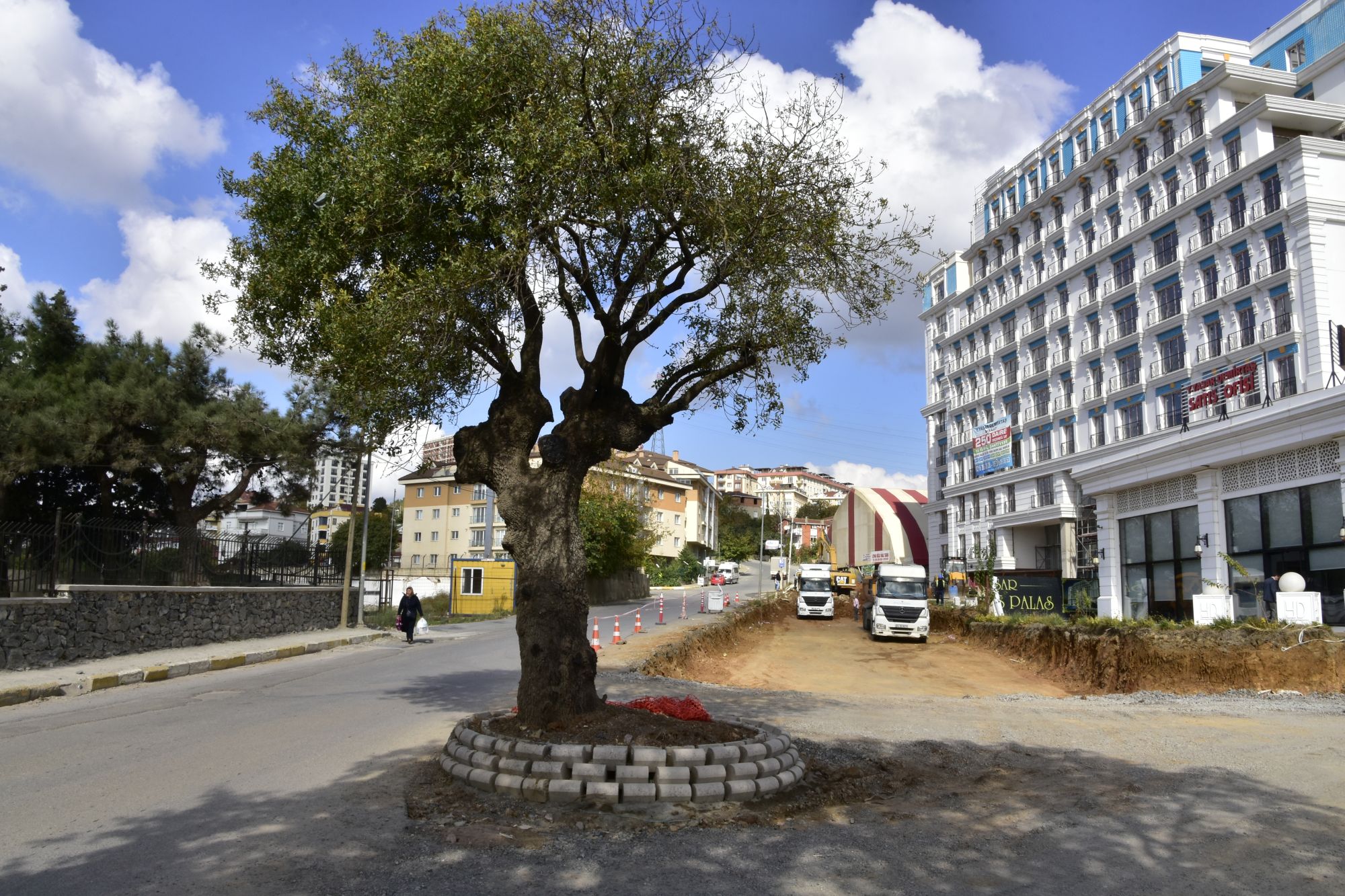 Ağırlık ağaçlar Pendik Belediyesi tarafından koruma altına alındı