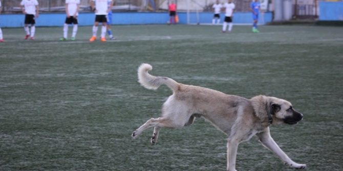 Sahaya giren köpek maçın durmasına sebep oldu
