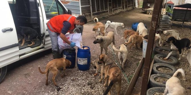 Kütahya'nın Simav ilçesinde Sokak hayvanlarına şefkat eli