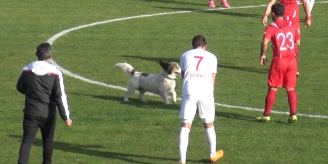 Sahaya giren köpek maçın durmasına neden oldu