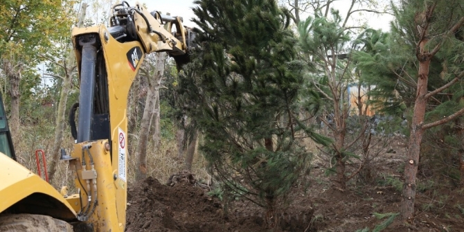 Metro proje alanındaki ağaçlar özenle taşınıyor