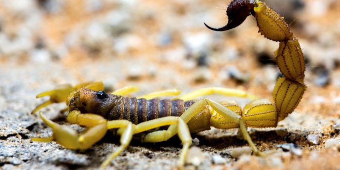 İnternetten akrep satışı