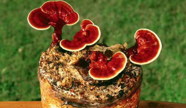 Reishi mantarı nedir? Faydaları nelerdir?