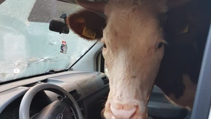 Gaziantep'te aracı durduran polisler 1 tonluk inekle karşı karşıya kaldılar!