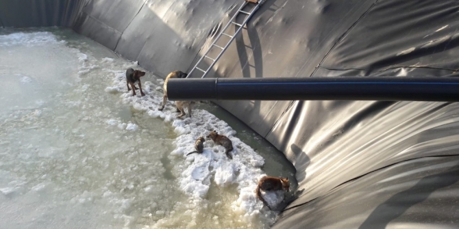 Buz tutmuş havuzda yaşam savaşı