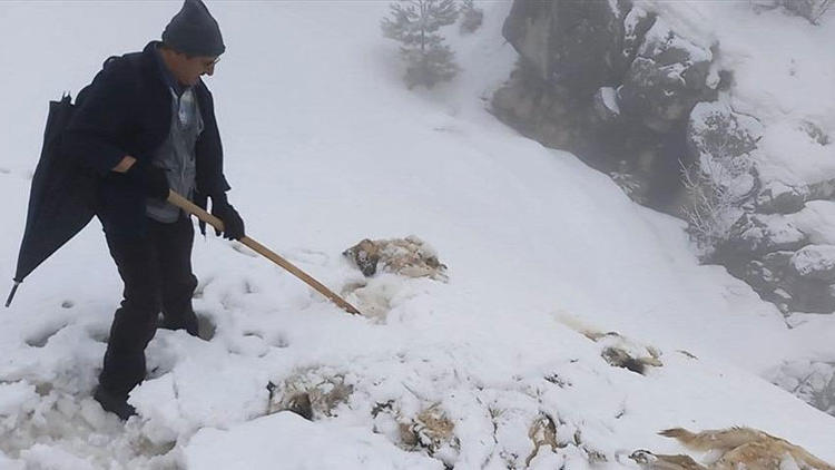 Konya'da köpek katliamı! 7 köpek ayakları bağlı halde ölü bulundu