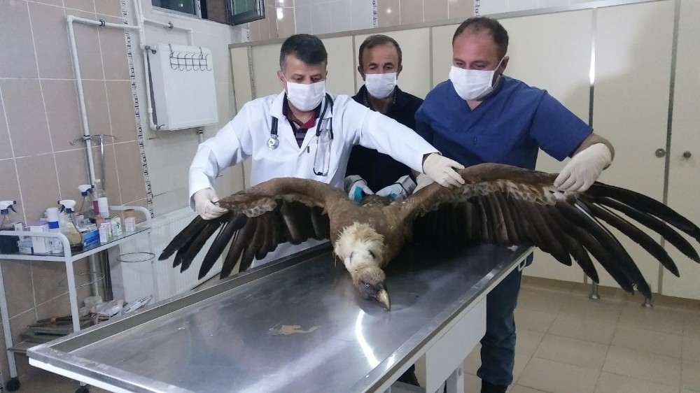 Hakkari'nin Çukurca ilçesinde Yaralı akbaba tedavi altına alındı