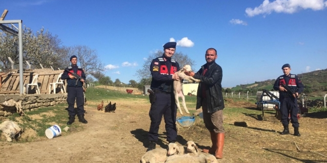 Çalınan kangal köpeği ve kuzular bulundu