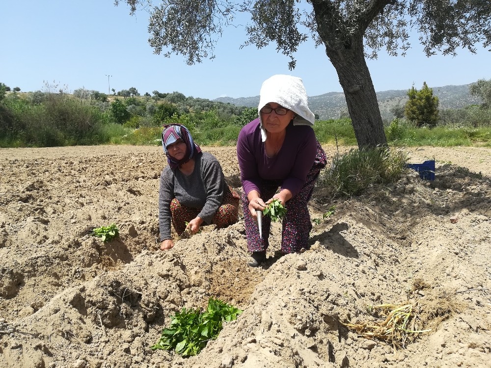 Aydın'da tarım çalışanları bayramlarını meydanlarda değil ekmek parası için tarlada kutladı