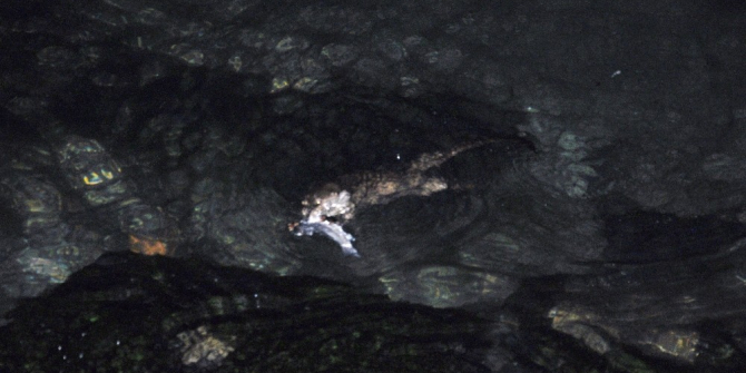 Tekirdağ’da Su Samuru bulundu