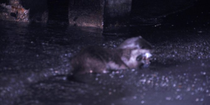 Su Samuru, balık yerken görüntülendi