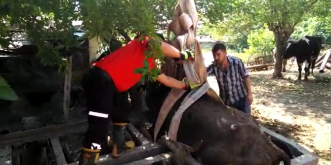 Tarım aletine sıkışan ineği CANKUR kurtardı