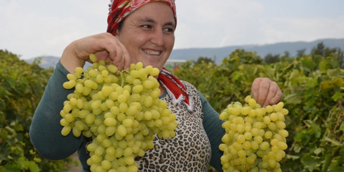 Turfanda üzüm satış fiyatları pazarlıkları başladı