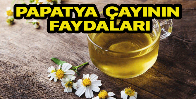 Papatya çayının faydaları nelerdir? Papatya çayı nelere iyi gelir?