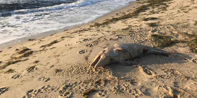 Yavru yunusun ölüsü kıyıya vurdu